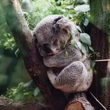Image related to Koala Sanctuary