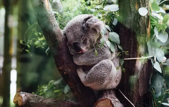 Image related to Koala Sanctuary