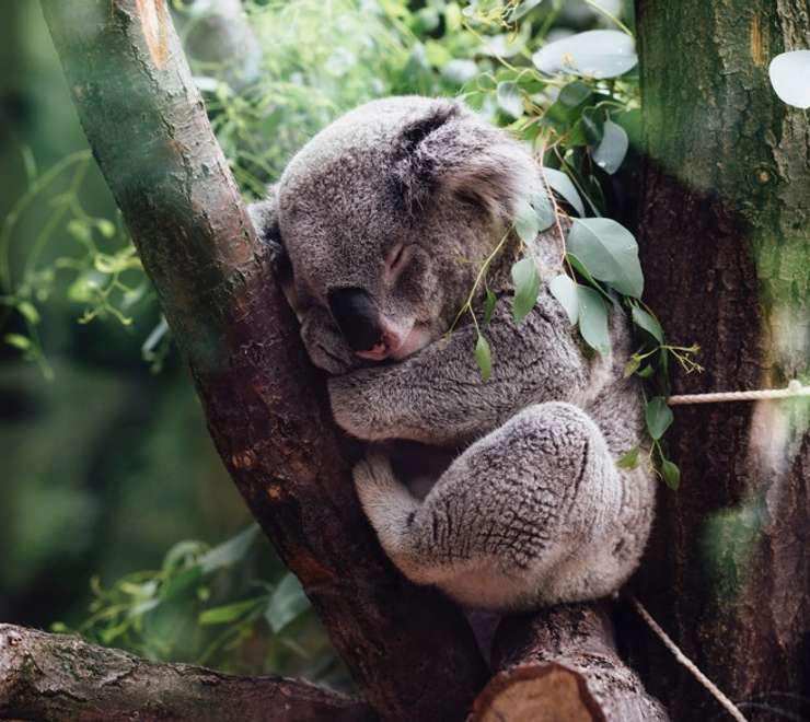 Koala Sanctuary