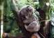 Koala Sanctuary