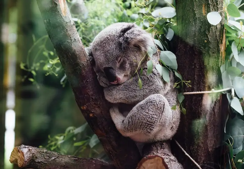 Image related to Koala Sanctuary