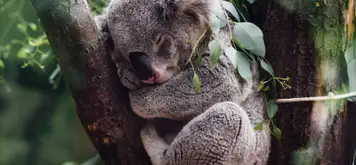 Image related to Image related to Koala Sanctuary