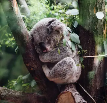 Image related to Koala Sanctuary