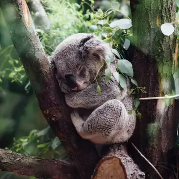 Image related to Koala Sanctuary
