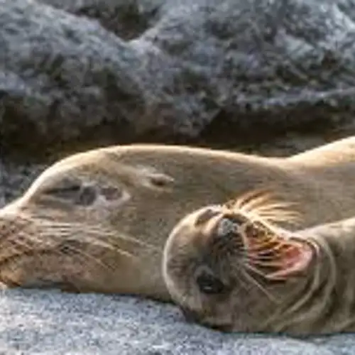 Image related to Watch the Sea Lion Commotion