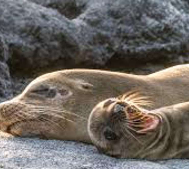 Watch the Sea Lion Commotion