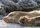 Watch the Sea Lion Commotion