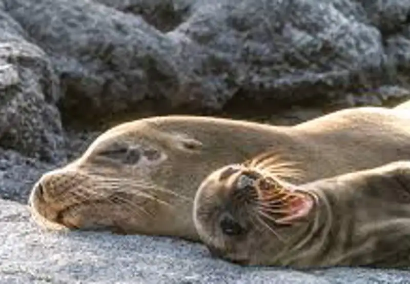Watch the Sea Lion Commotion