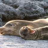 Image related to Watch the Sea Lion Commotion