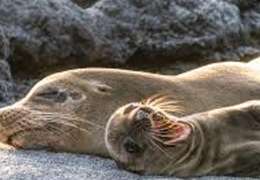 IgluCruise.Application.ViewModels.Shared.WebImageViewModel?.Description