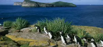 New Island, Falkland Isles