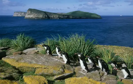 Image related to New Island, Falkland Isles