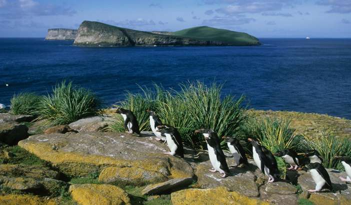 New Island, Falkland Isles