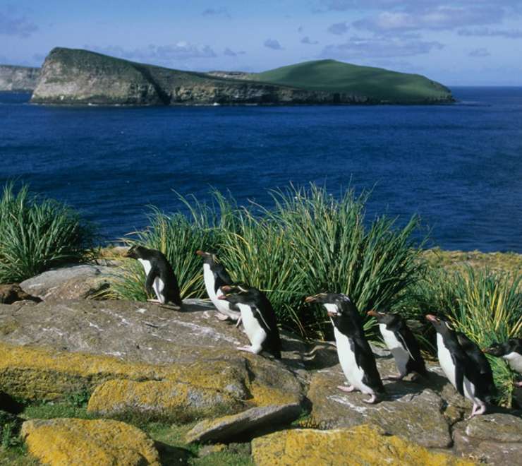 New Island, Falkland Isles