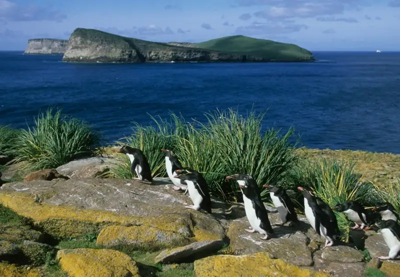 New Island, Falkland Isles