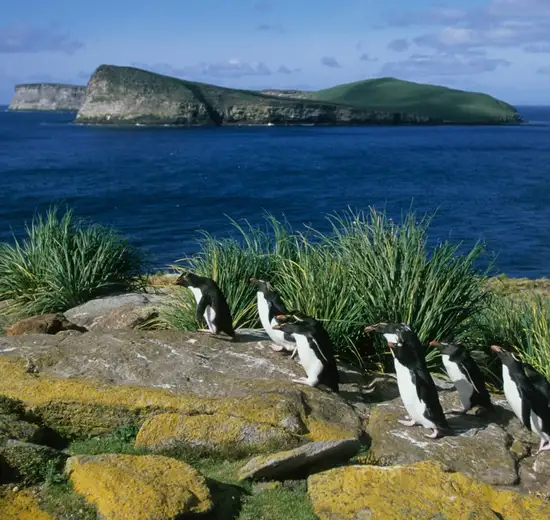 Image related to New Island, Falkland Isles