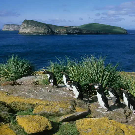 New Island, Falkland Isles