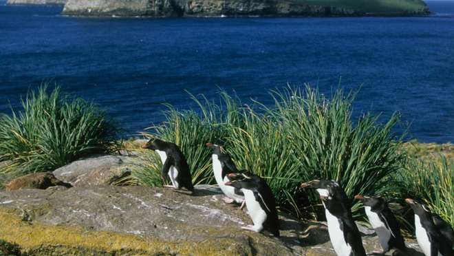 New Island, Falkland Islands
