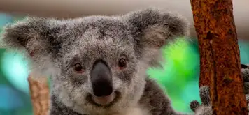 Image related to Koalas 