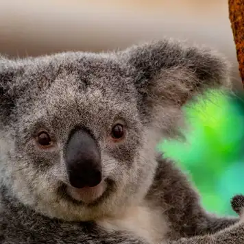 Image related to Koalas 