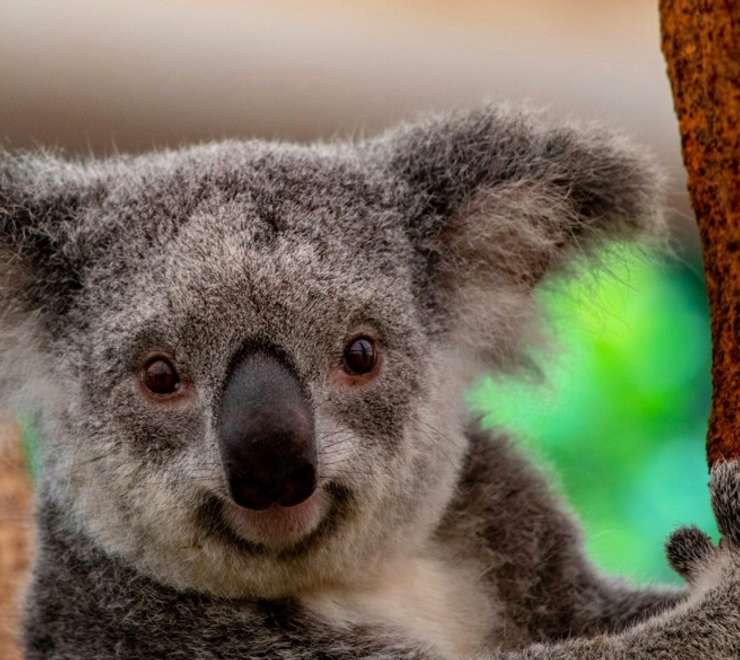 Koalas 