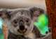 Koalas 