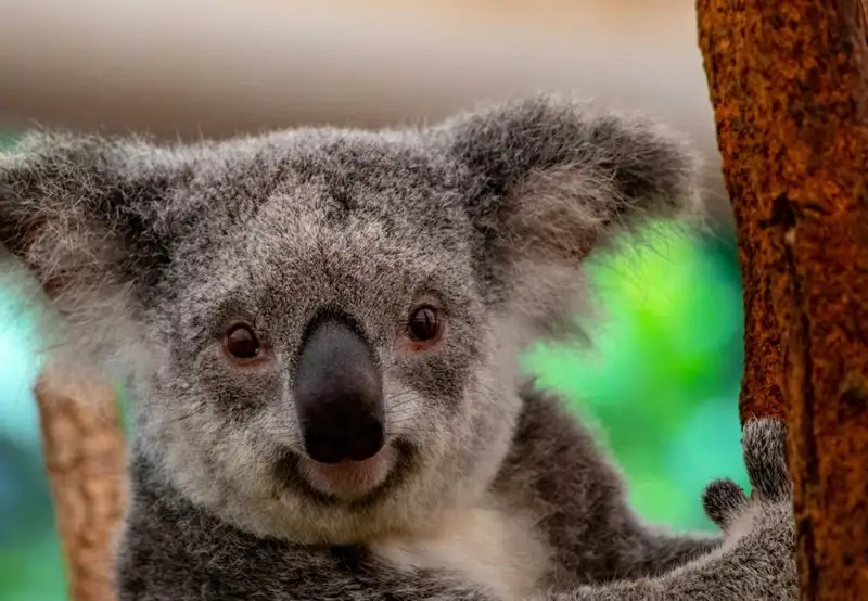 Koalas 