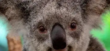 Image related to Koalas 