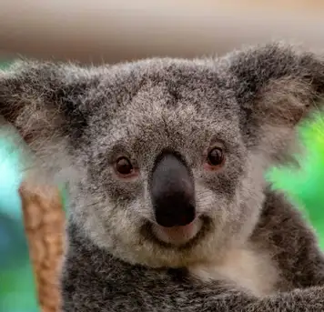 Image related to Koalas 