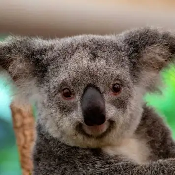 Image related to Koalas 