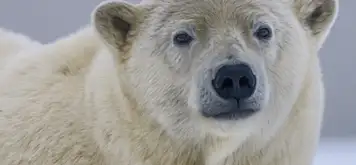 Image related to Polar Museum