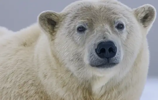 Image related to Polar Museum