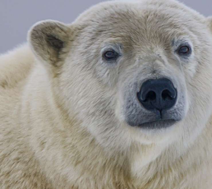 Polar Museum