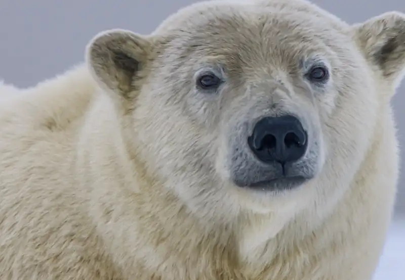 Polar Museum