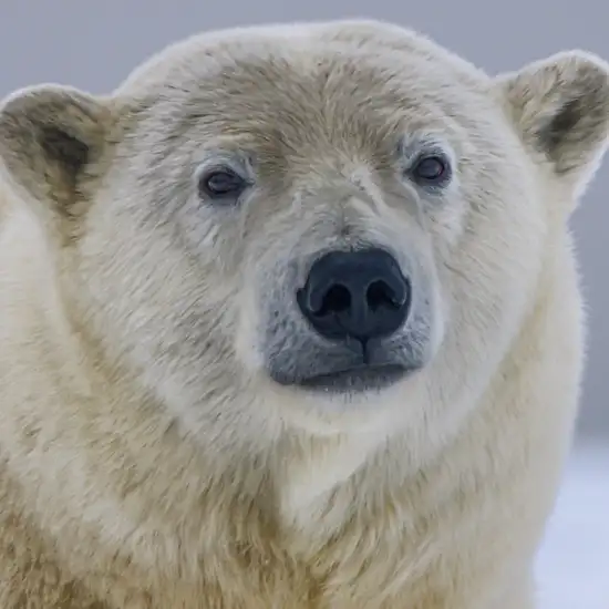 Image related to Polar Museum