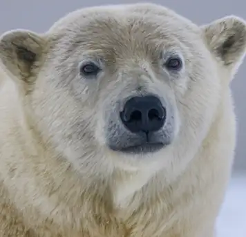 Image related to Polar Museum