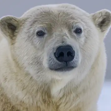 Image related to Polar Museum