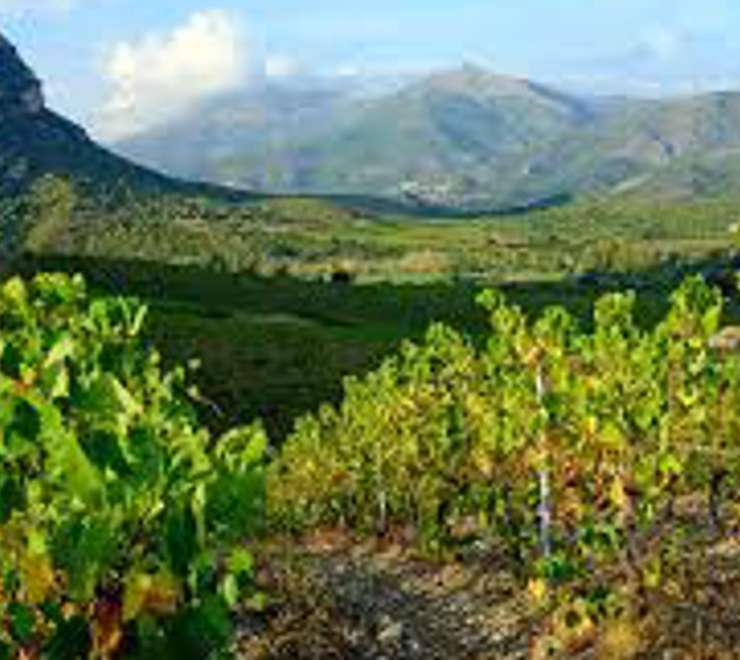 Patrimonio Wine Tasting