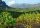 Patrimonio Wine Tasting