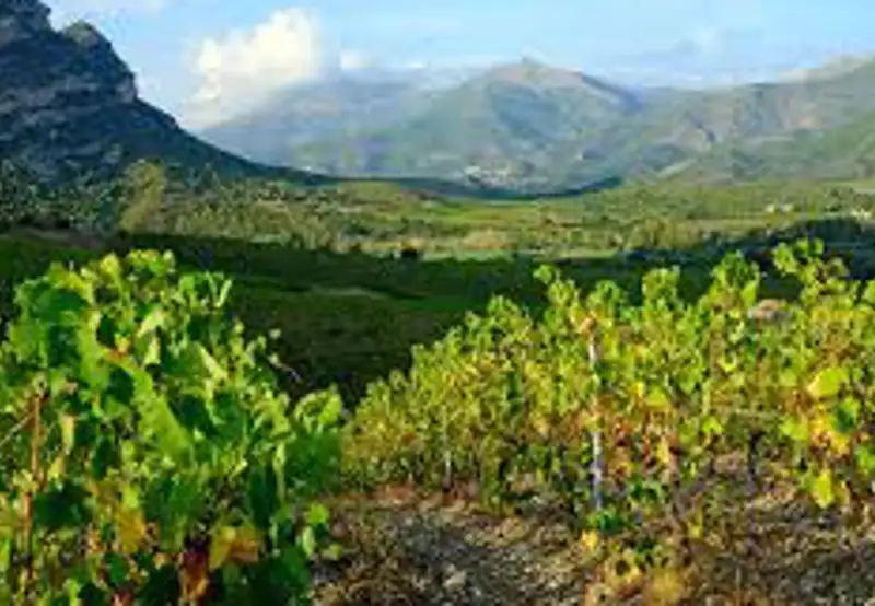 Patrimonio Wine Tasting