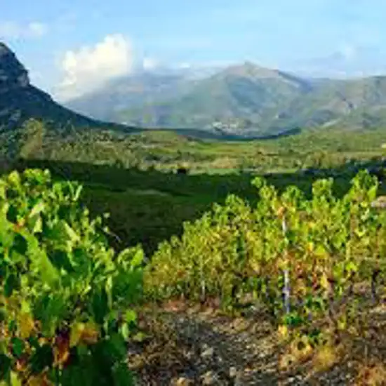 Image related to Patrimonio Wine Tasting
