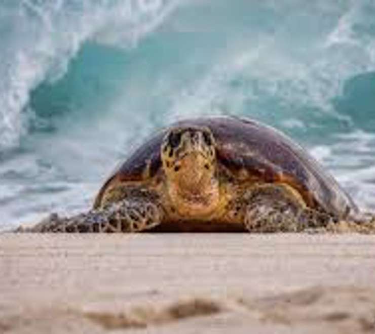 Hawksbill Turtle Watching