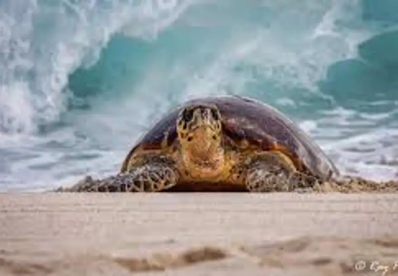 Hawksbill Turtle Watching