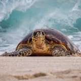 Image related to Hawksbill Turtle Watching