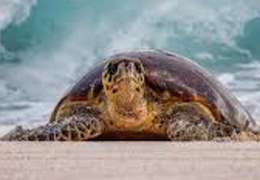 IgluCruise.Application.ViewModels.Shared.WebImageViewModel?.Description