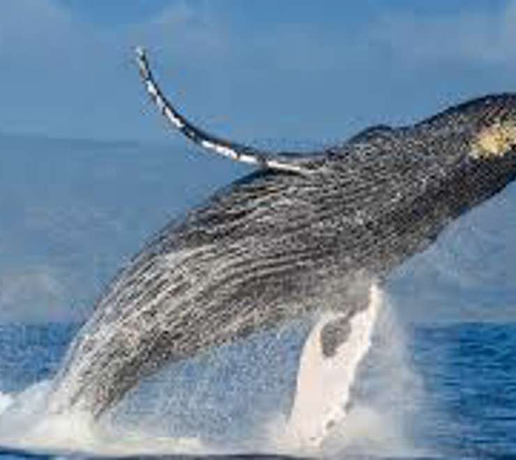 Humpback Whale Watching