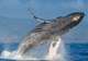 Humpback Whale Watching