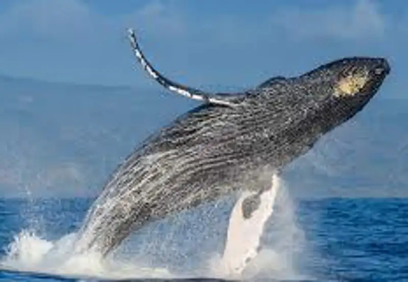 Humpback Whale Watching