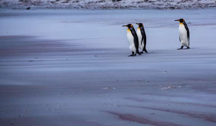 Falkland Islands - Overnight onboard