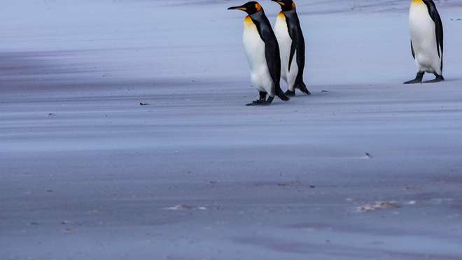 Falkland Islands 